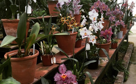McBean’s Orchid Nursery